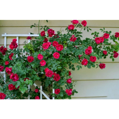 Róża pnąca Rosa arvensis "Czerwona Pergola""